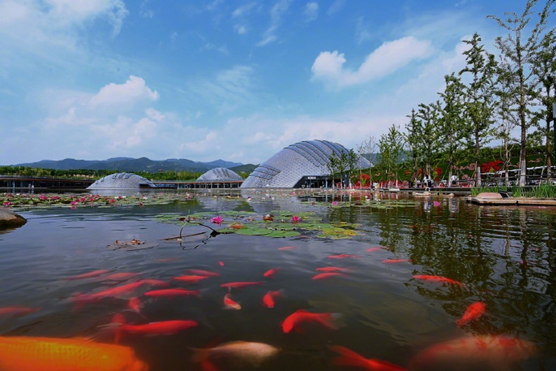 太原植物园植物照片图片