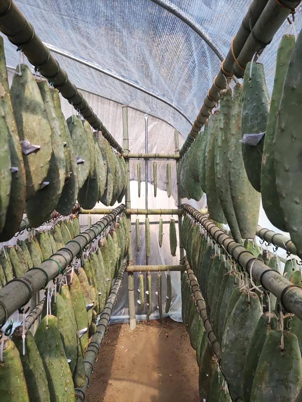 胭脂虫人工养殖方法 人工繁养 1,繁养方式: ⑴室外放养.