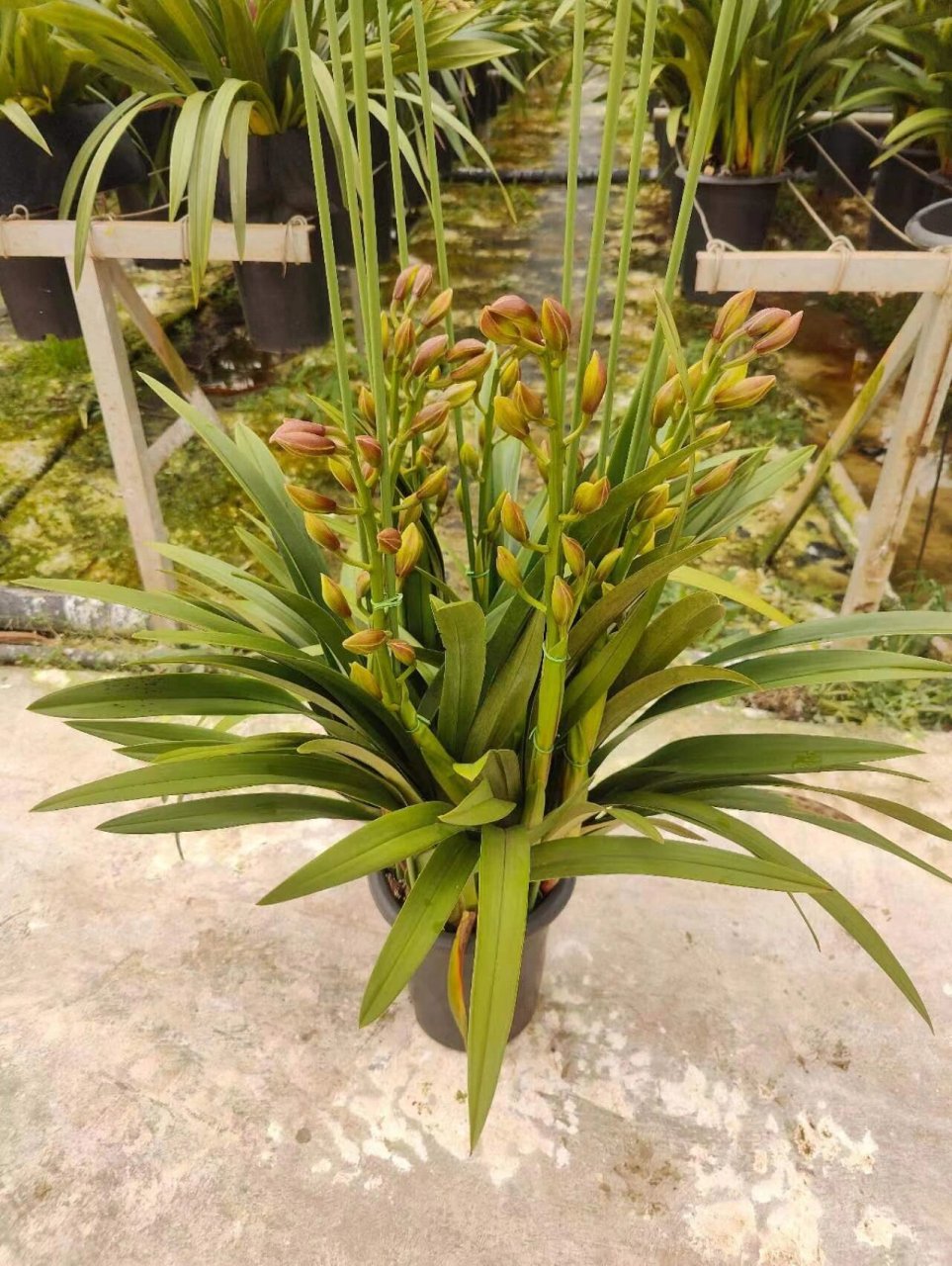 桌面金光‖大花蕙兰94 桌面金光 10装 5支49元 6-10支65元 #年度好