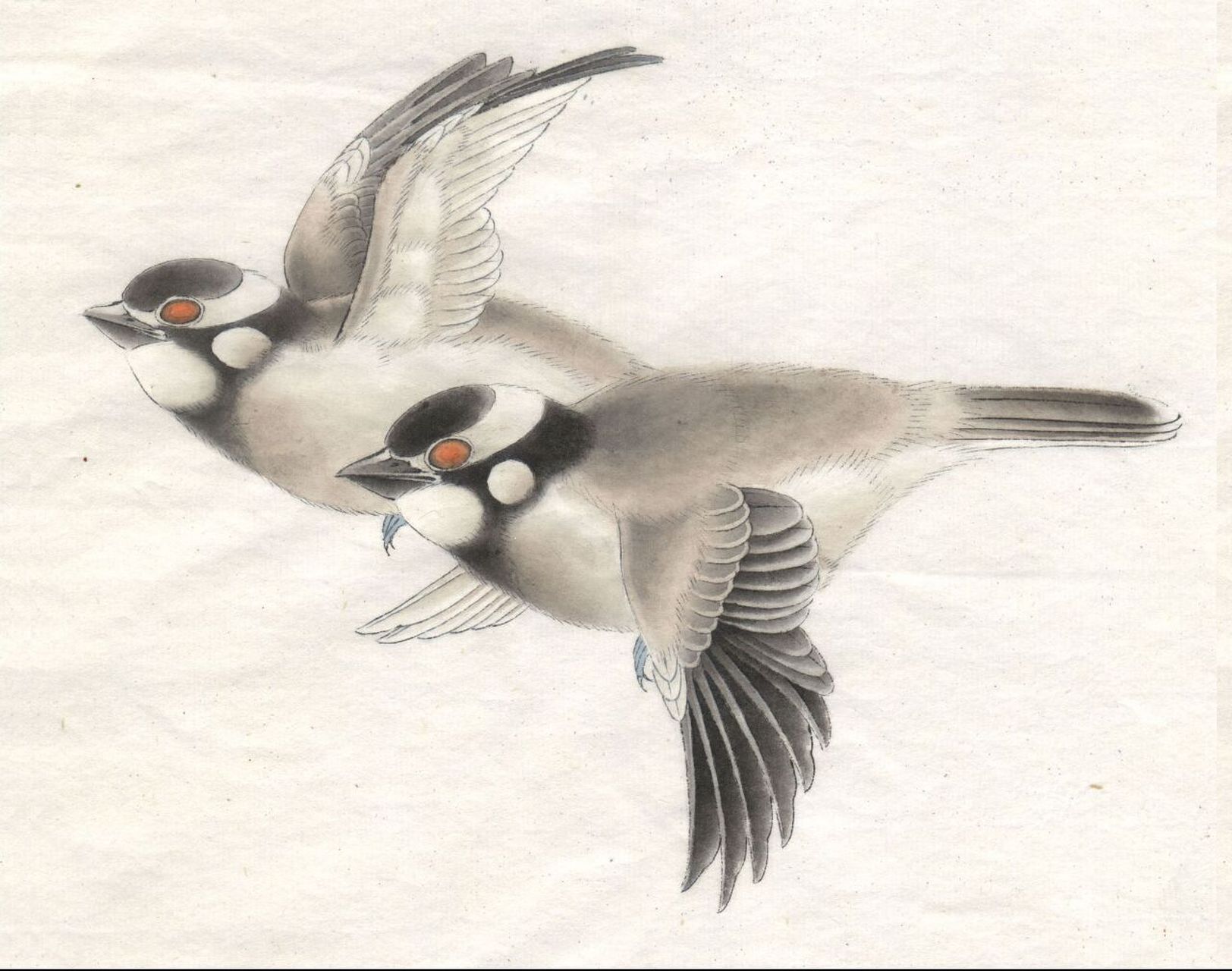 工笔画步骤分享(鸟类设色步骤——白头翁) 概述:白头翁又名白头鹎