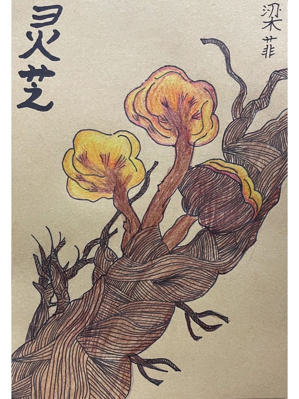 【5】线描彩铅画|灵芝96 78今天我们的主题是【灵芝】 911,知识