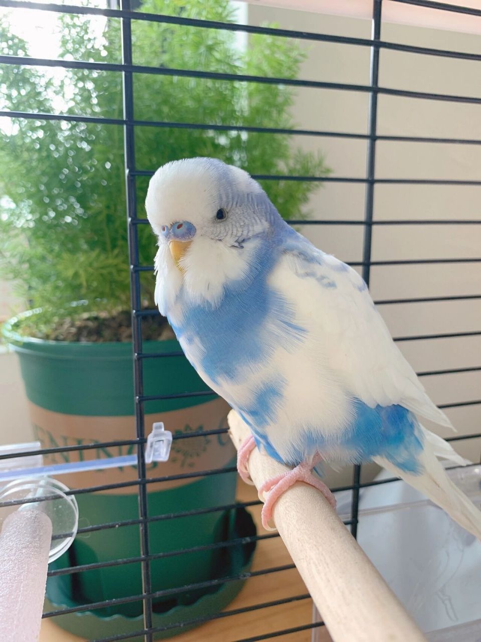 虎皮鹦鹉|果然还是98阳光下拍照最好看 天气太好了,这几天疯狂给鸟