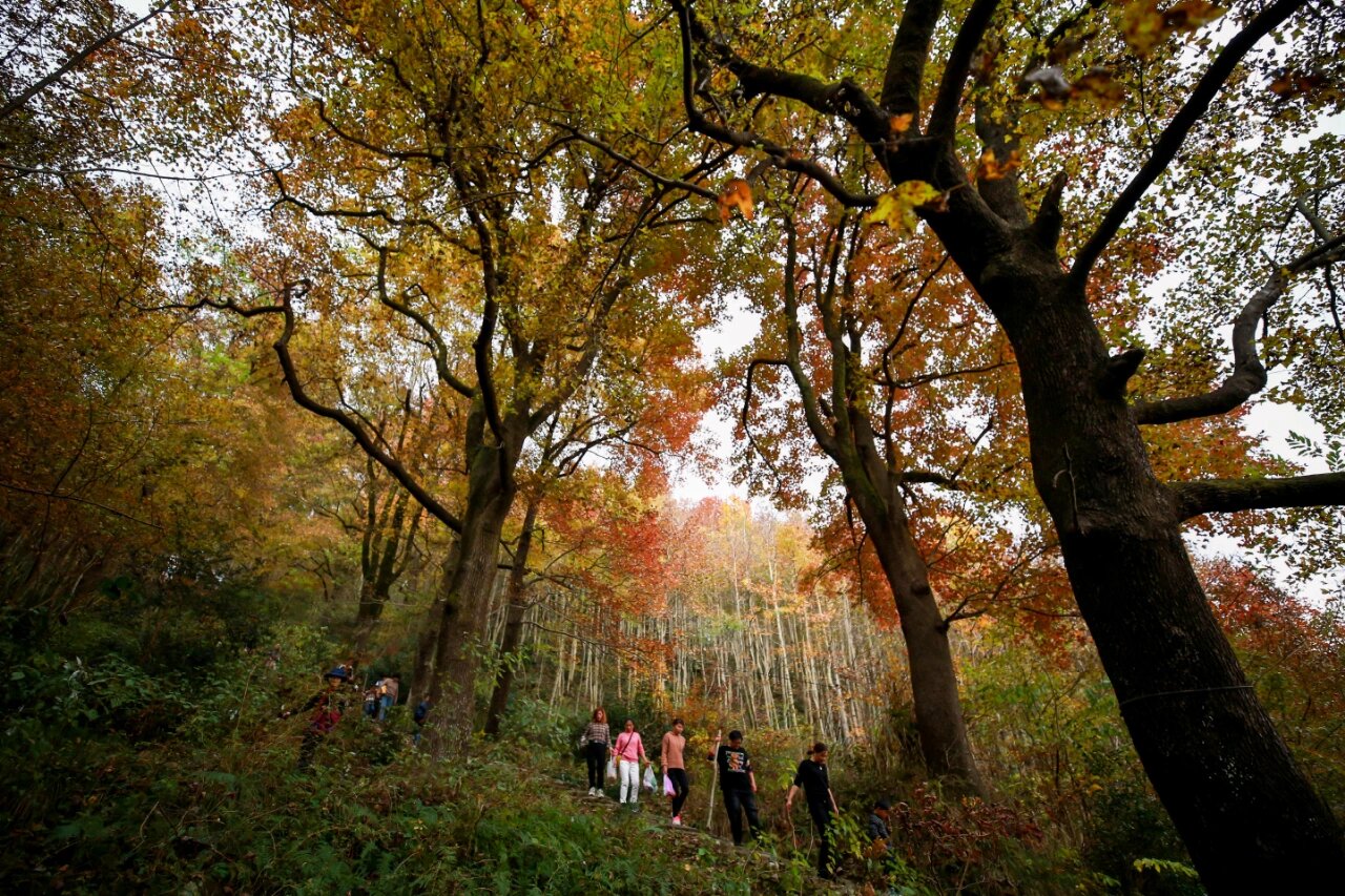 东阳车慈岭十里红枫古道/旅游攻略/赏秋 东阳车慈岭红枫古道,又名太师