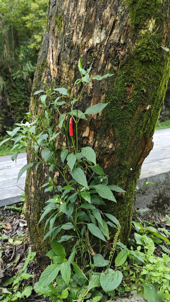 山辣椒的功效与图片图片