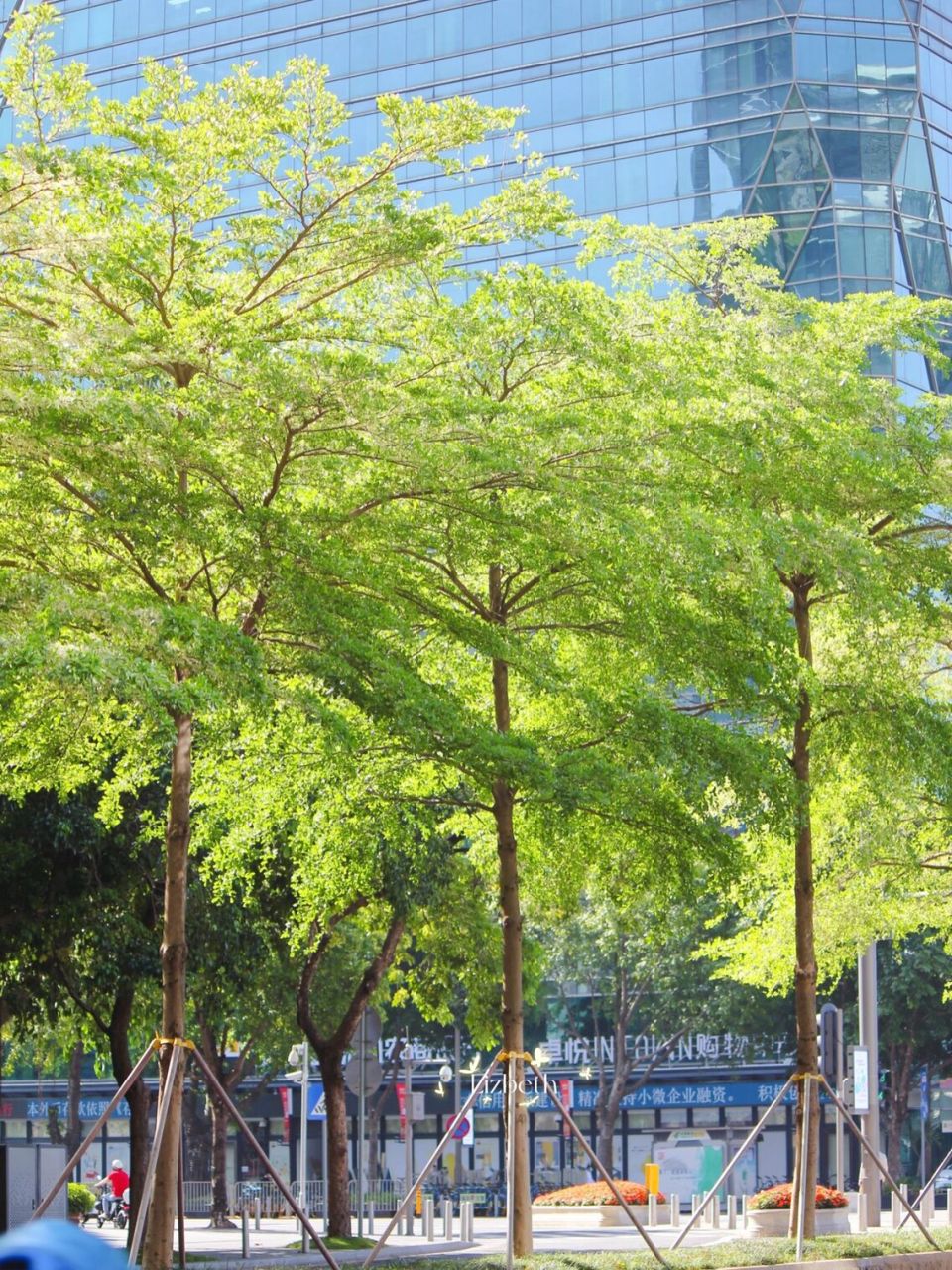 春天的痕迹,是街头嫩绿的小叶榄仁树 深圳街上很多小叶榄仁树,春天都