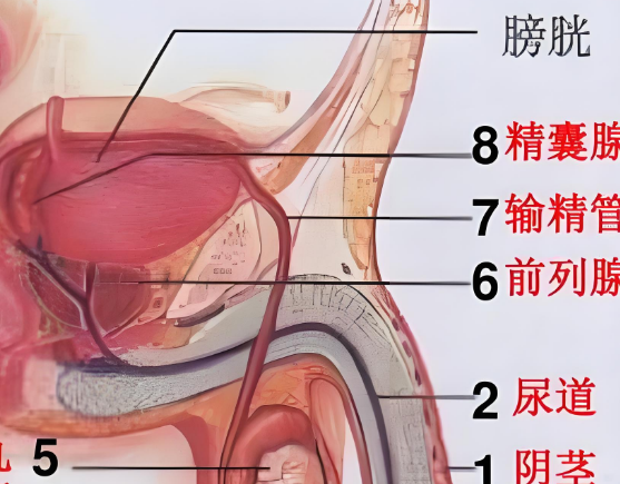 输精管是男性生殖系统的重要部分
