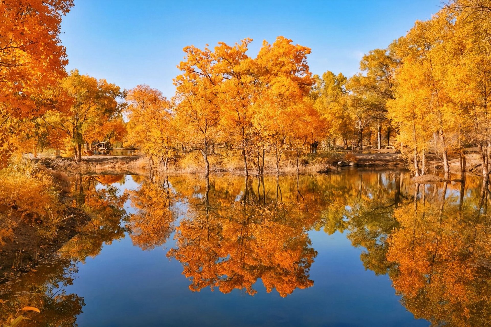 金塔胡杨林位甘肃酒泉市,被誉为中国最美的杨林之一.