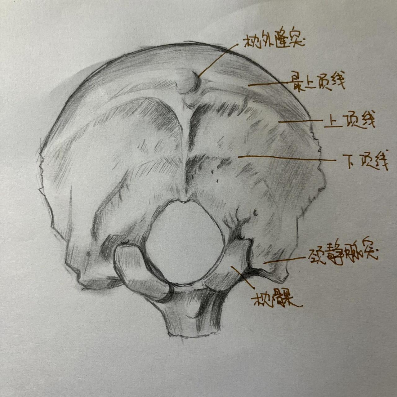 枕骨斜坡解剖图片图片