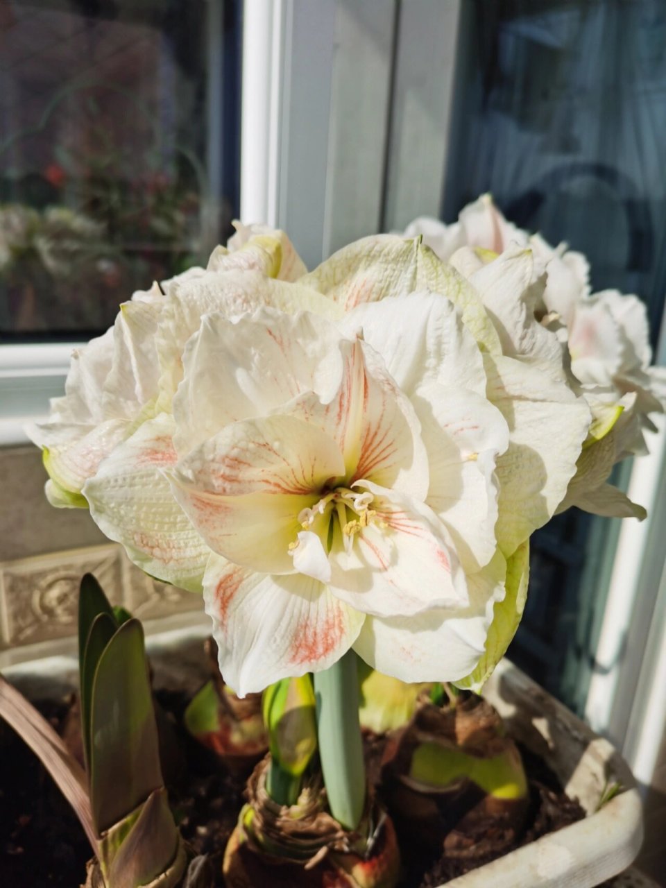 朱顶红—仙女妮芙 花没水彩画挺实,厚度也没它厚,层数比水彩画多一层