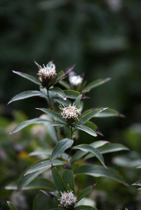 每天认识一种本草植物【苍术】 91别名:山精,赤术,马蓟,青术,仙术.