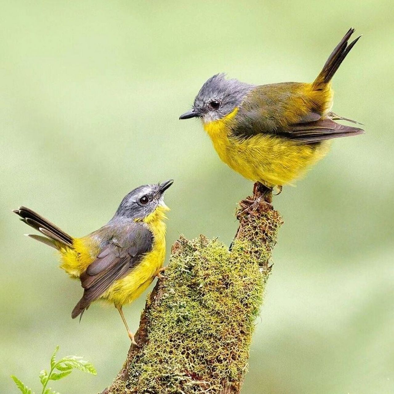 黄鸲鹟 #保护动物# #鸟类# #观鸟# #黄鸲鹟