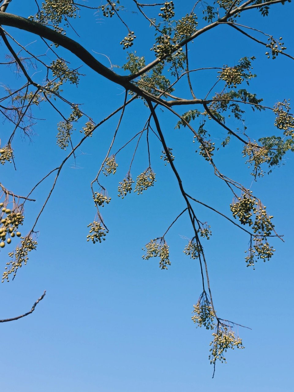 冬日暖阳下的楝树果子 以前随处可见楝树,如今成了稀有物种了