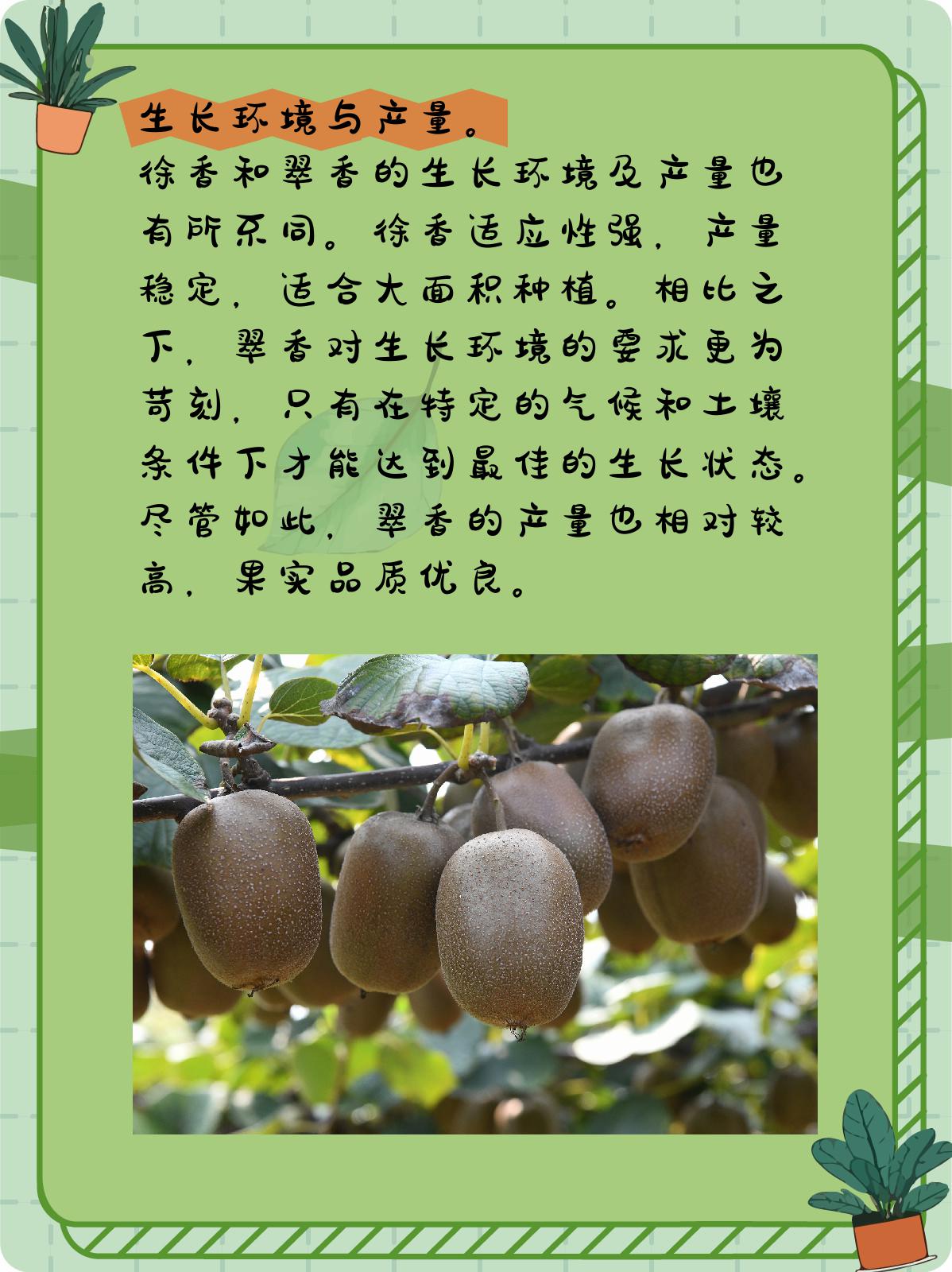 徐香和翠香的区别 1,品种与外观 徐香和翠香,同为猕猴桃品种,却各有