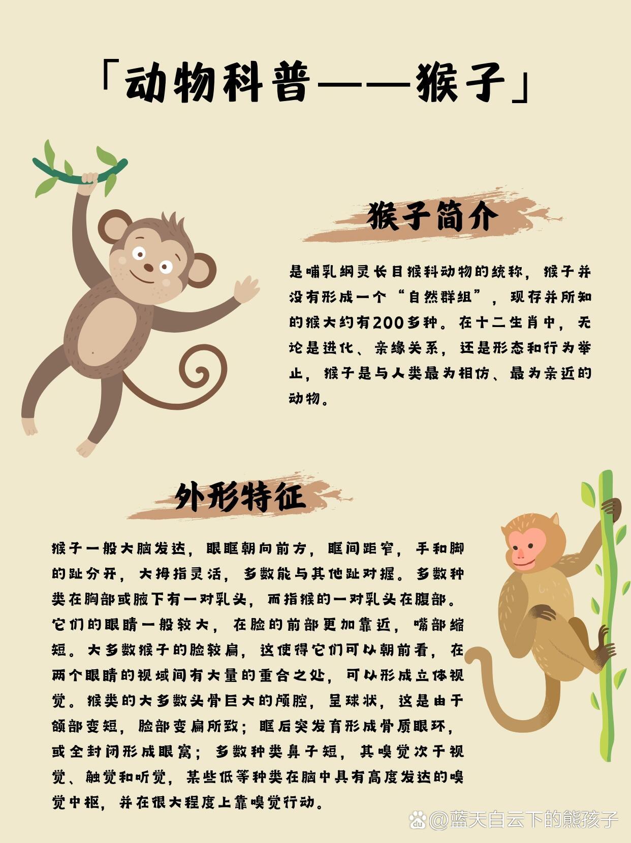 认识聪明的机灵鬼——猴子97