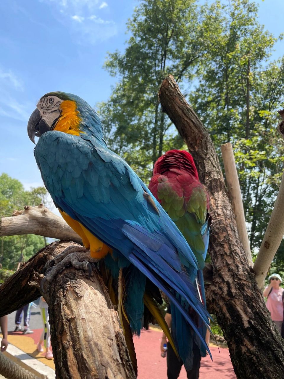 重庆|永川动物园92|乐和乐都主题公园17 hello 我又来啦 今天给