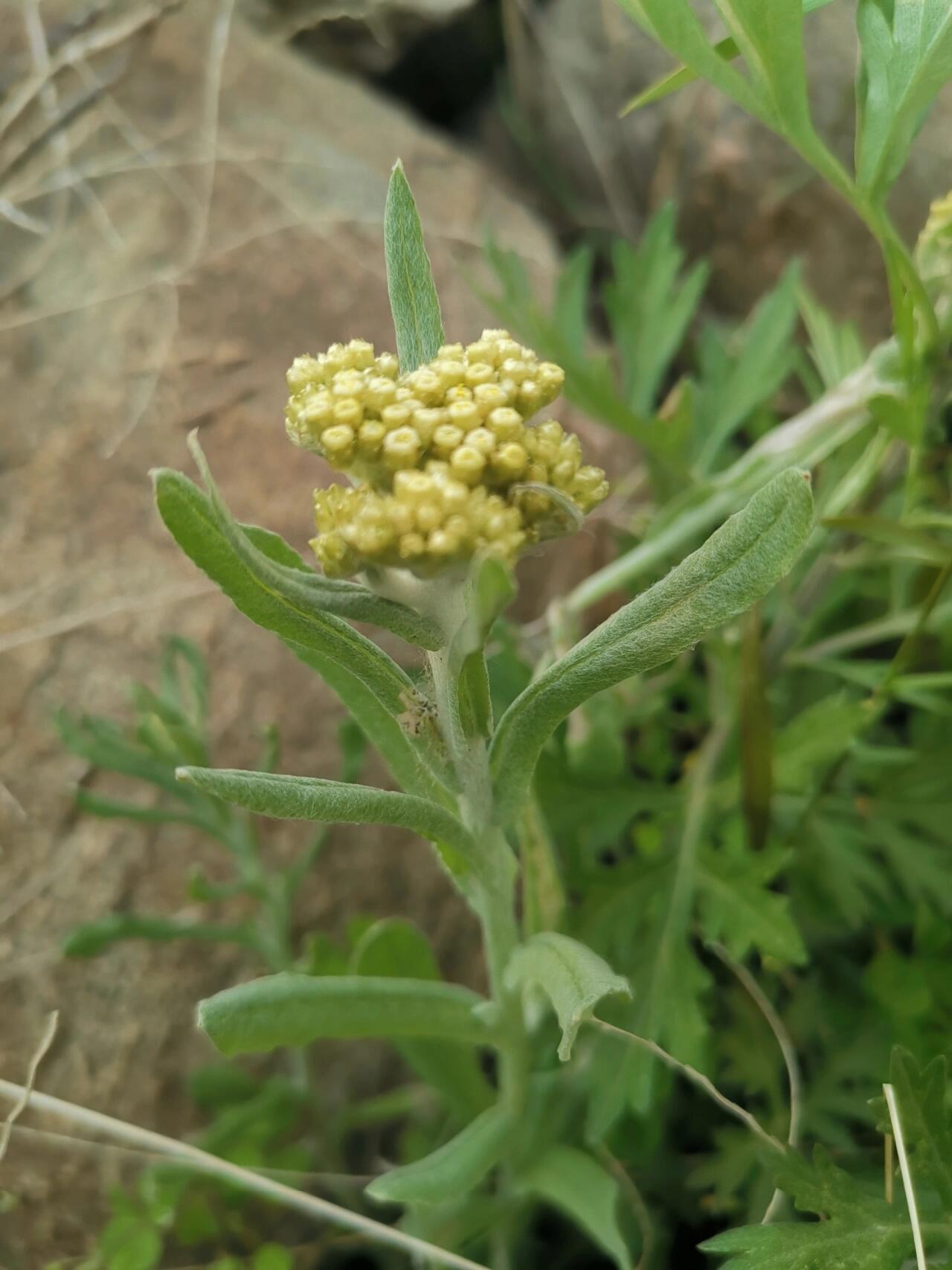 【拟鼠麴草】别名:鼠耳,无心,黄花白艾