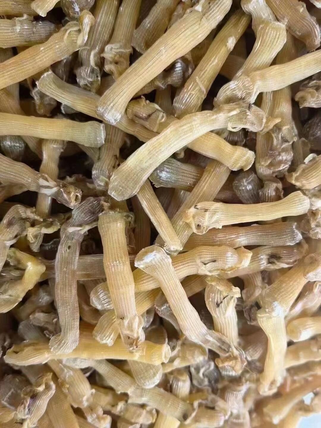 野生本地小沙虫干 沙虫被称为海里的"冬虫夏草",特别鲜小孩夜尿频繁