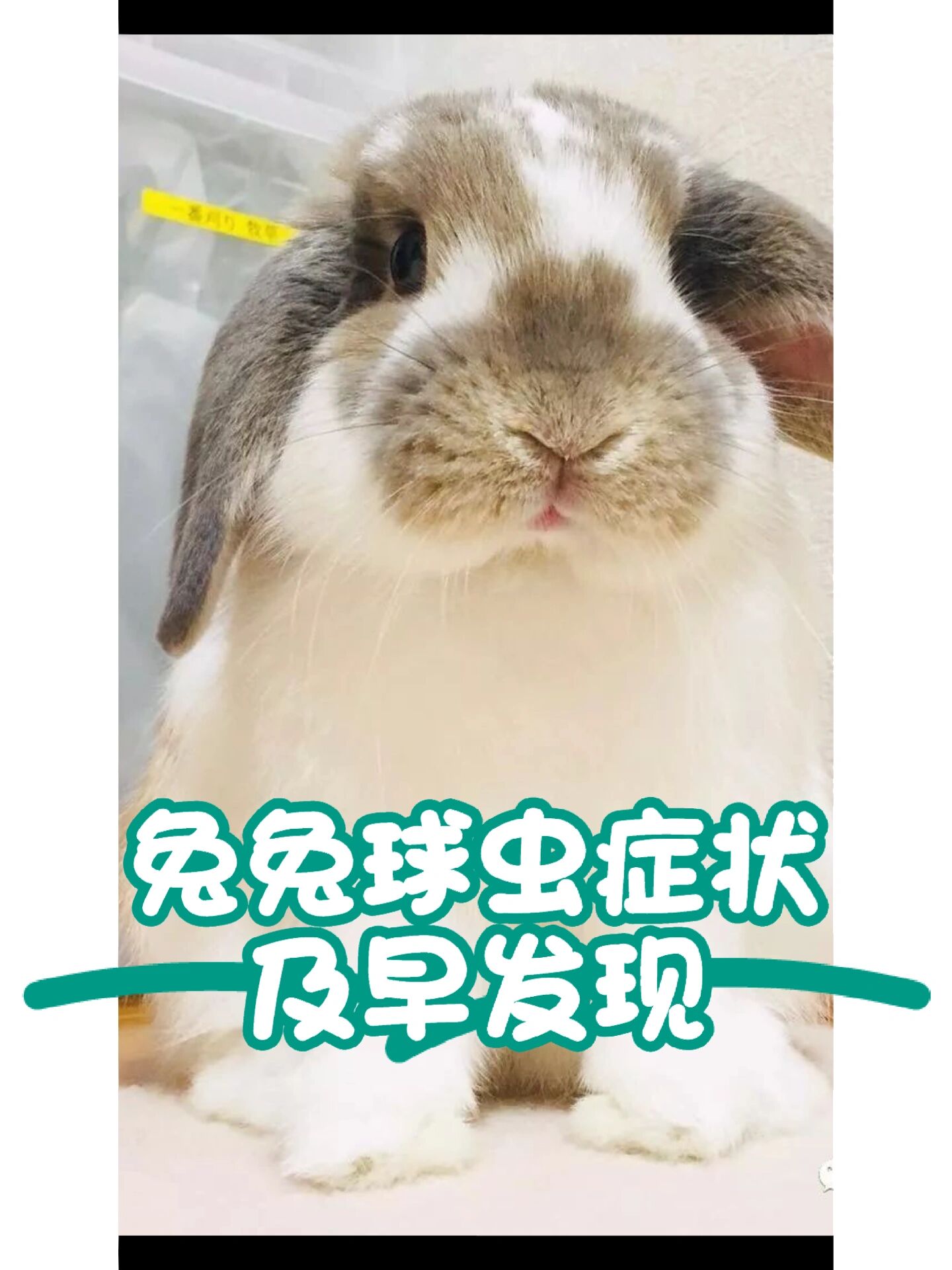 兔兔球虫病症状 可及早发现治疗 94兔球虫病是由一种叫做"艾美耳虫"