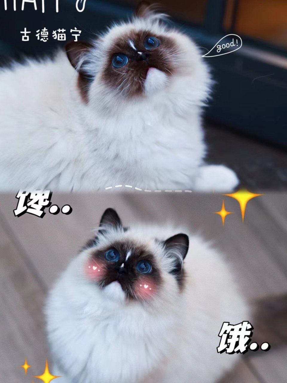 流星手套布偶猫图片