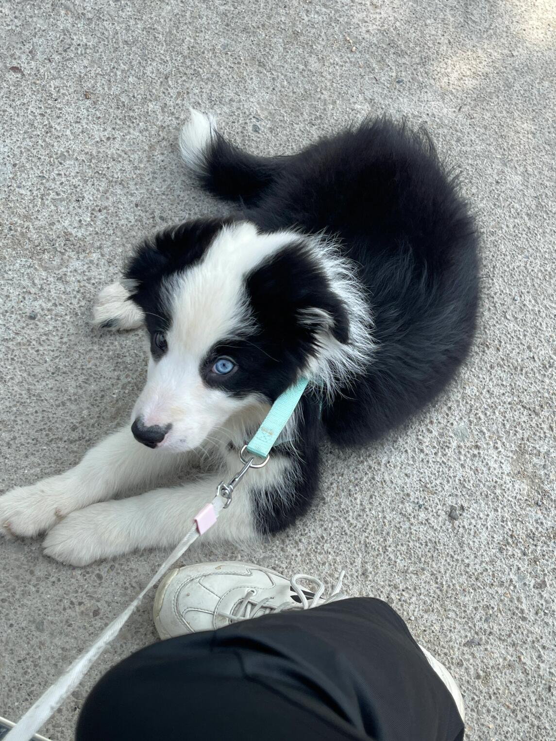 小边牧长得是不是有点着急