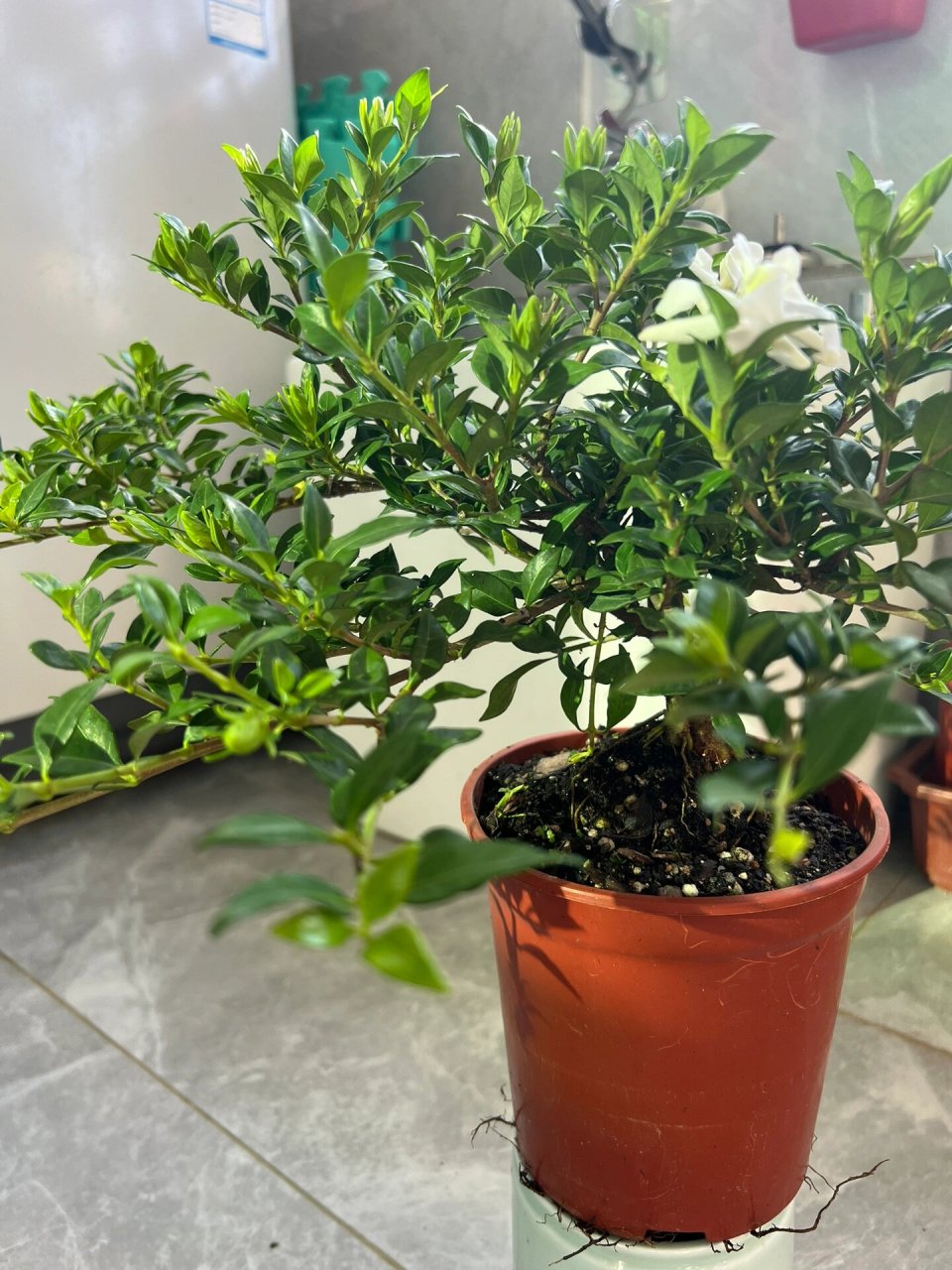 寿星栀子花 寿星栀子花,国内品种,南昆山系列,是目前叶子最小的重瓣