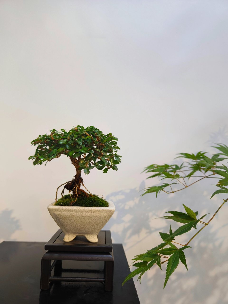 适合室内茶台桌面禅意盆栽推荐 今天种的盆景蛮有禅意的 每一盆意境都