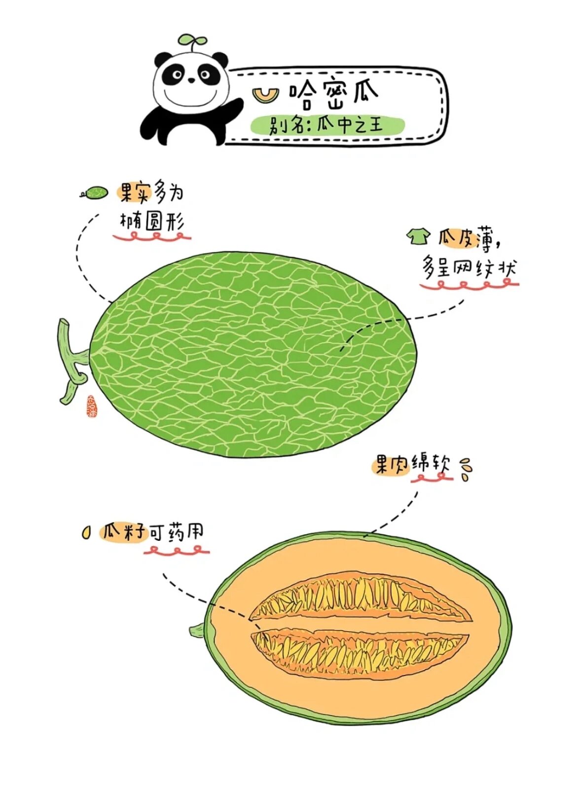 幼儿园【瓜果解析图