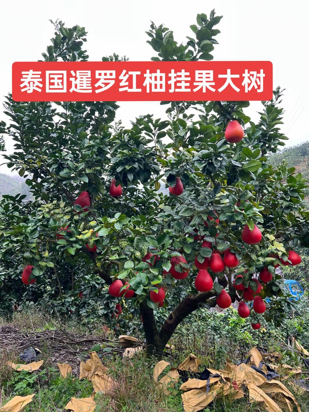 泰国暹罗红柚其果肉细嫩多汁,甜而不腻,带有独特的清香味道,适应性