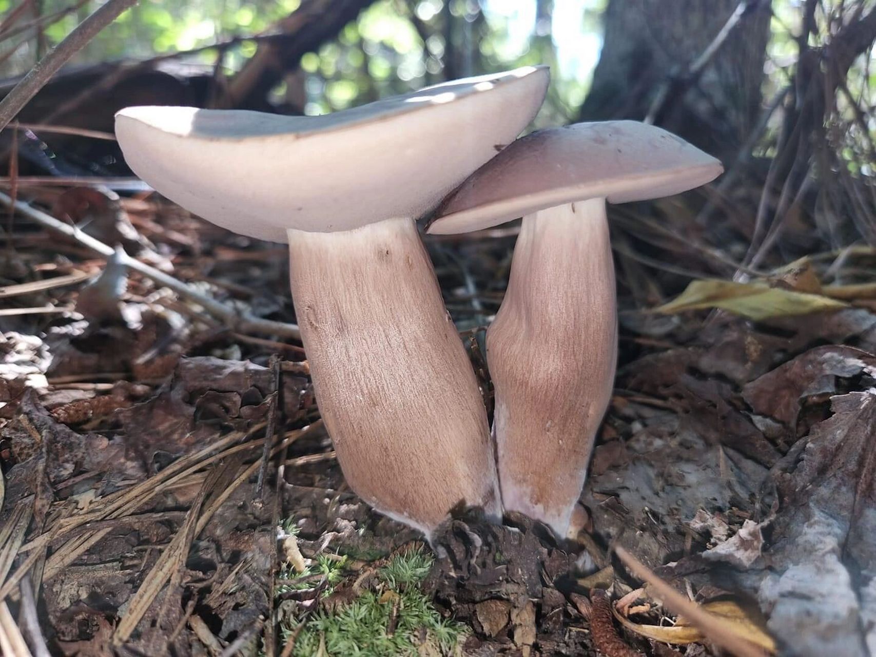 这几款巨苦的牛肝菌不可食 中文名:粉孢牛肝菌属 学名;tylopilus 俗称