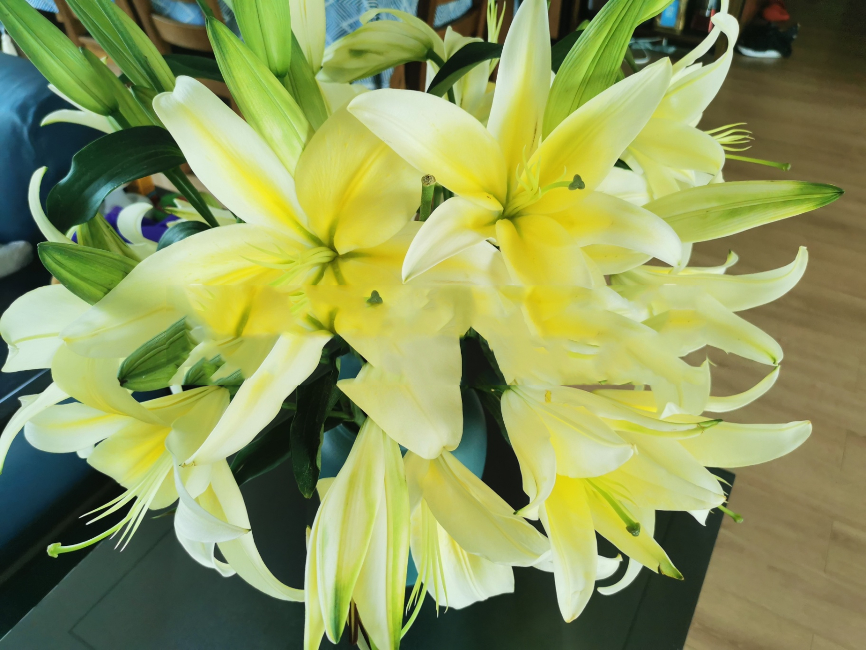 a级多头黄金甲百合 a级多头黄金甲,开花直径远超30cm,杆子粗,花苞又大