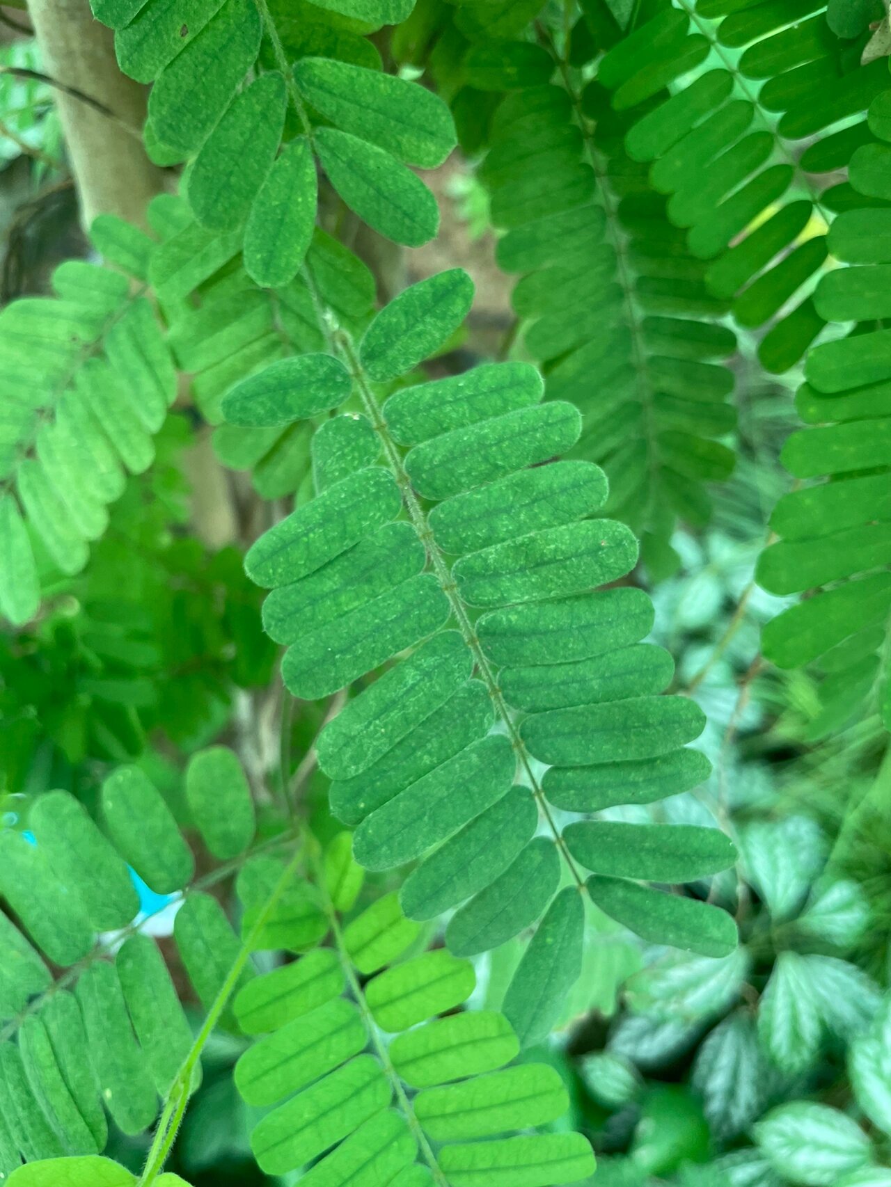 鸡骨草