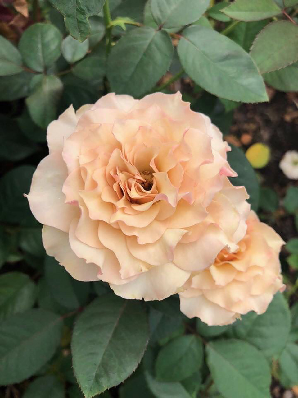 河本月季科普—天堂系列(天使) 图一 天使长·米迦勒(唯一一款红色