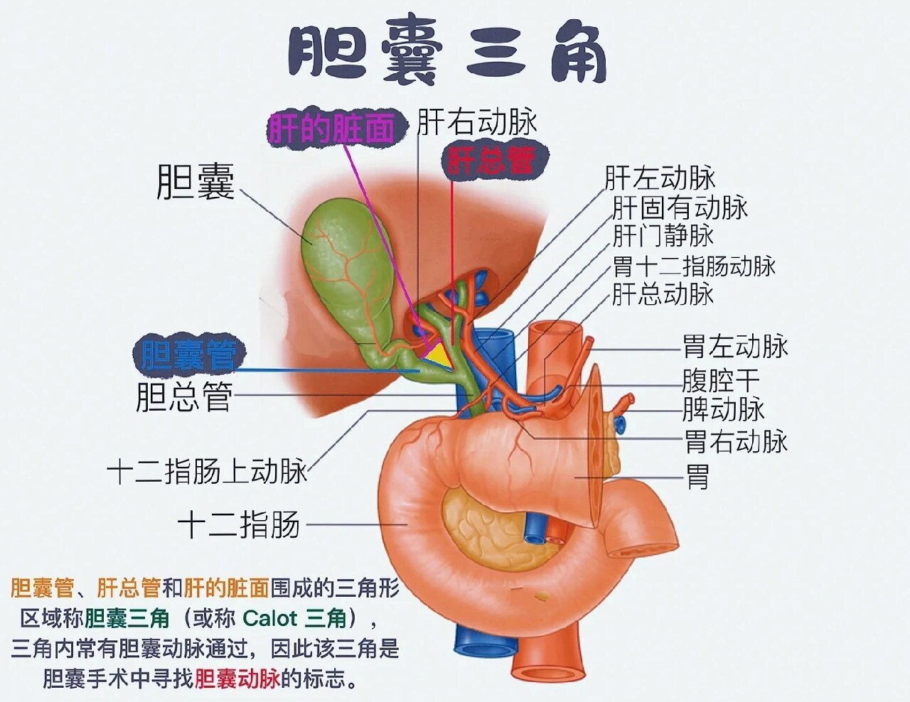 胆囊三角/胆囊的作用