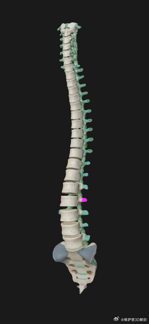 脊柱的4个生理弯曲,即颈曲,胸曲,腰曲和骶曲.