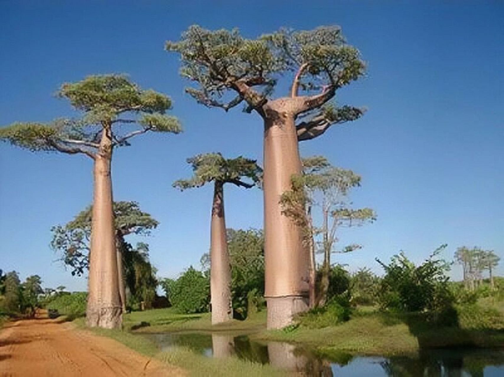 世界上最高的树—杏仁桉 94杏仁桉(eucalyptus amygdalina) 92金