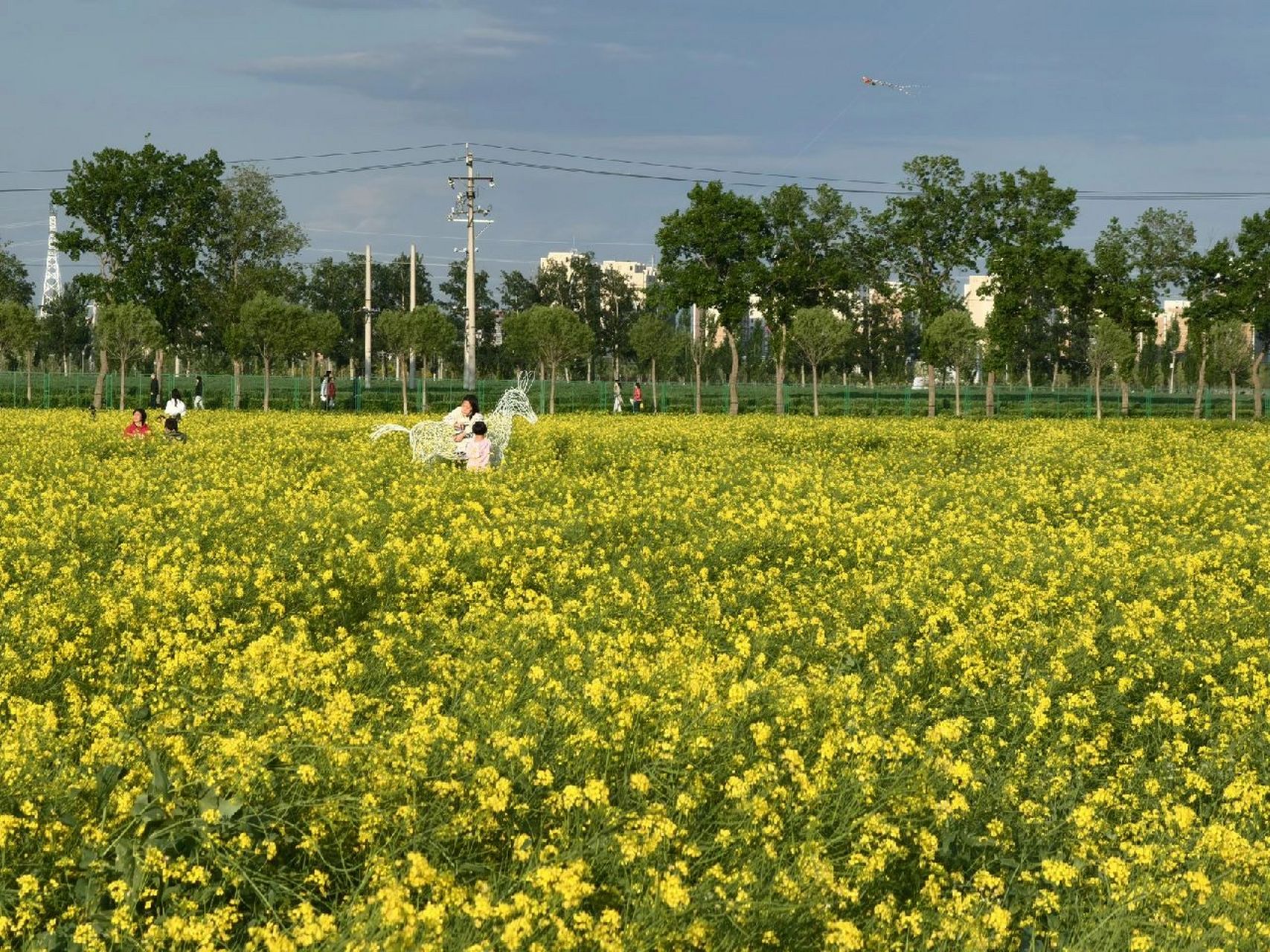 大兴瀛海油菜花景区