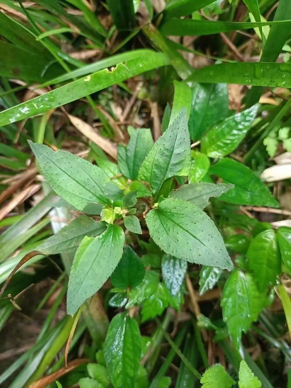 野生 风柜斗草(风谷草)养肝将军,针对大小三阳护肝养肝,无可挑剔,口干