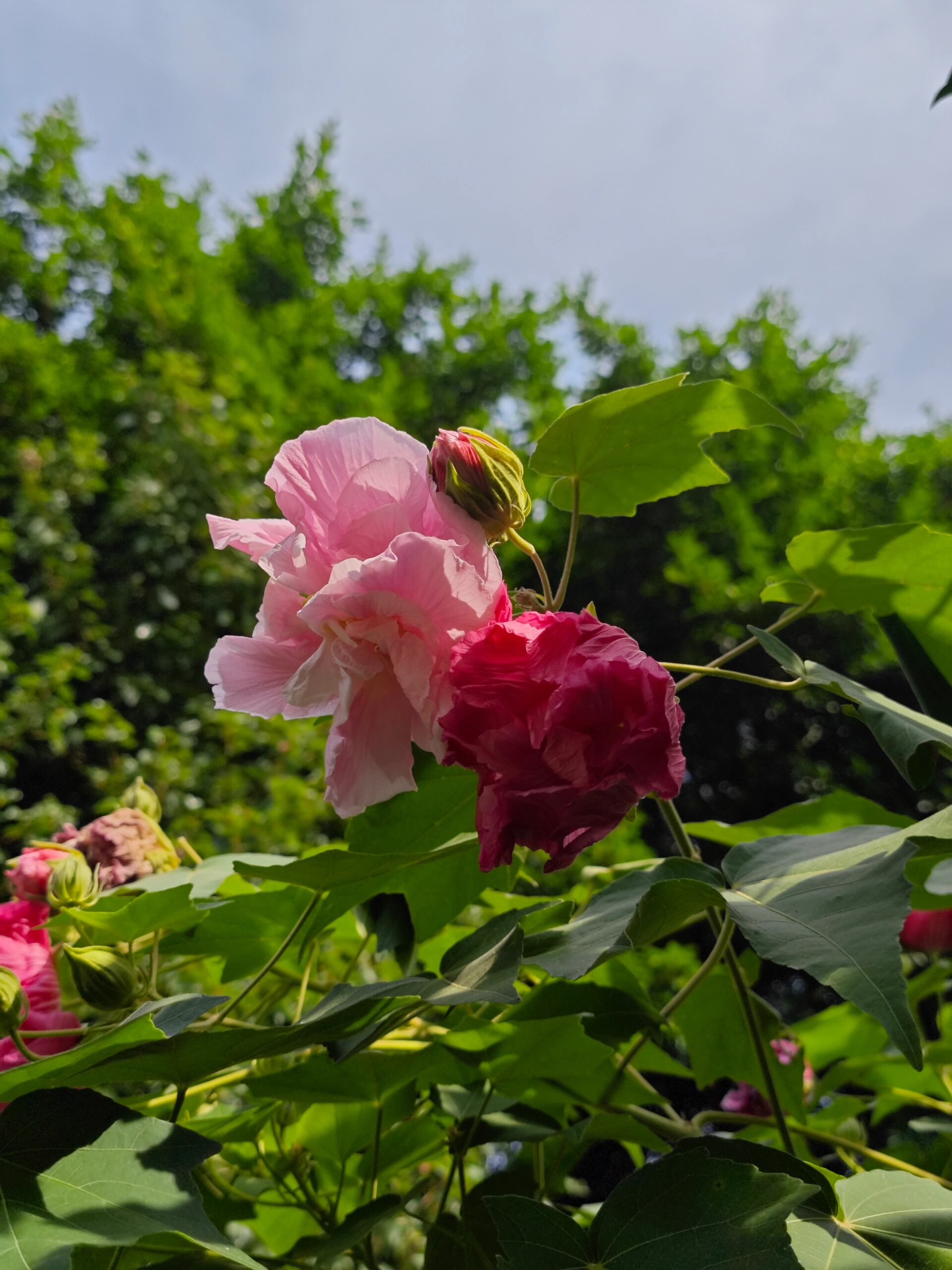 西湖公园,重瓣木芙蓉