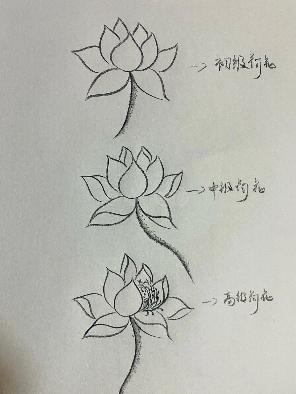 分享零基础简单画荷花画法步骤 7315挑战画画打卡100天day79 73