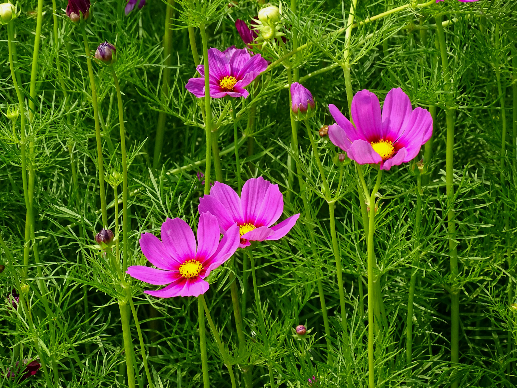 "波斯菊",拍摄于吴山景区.