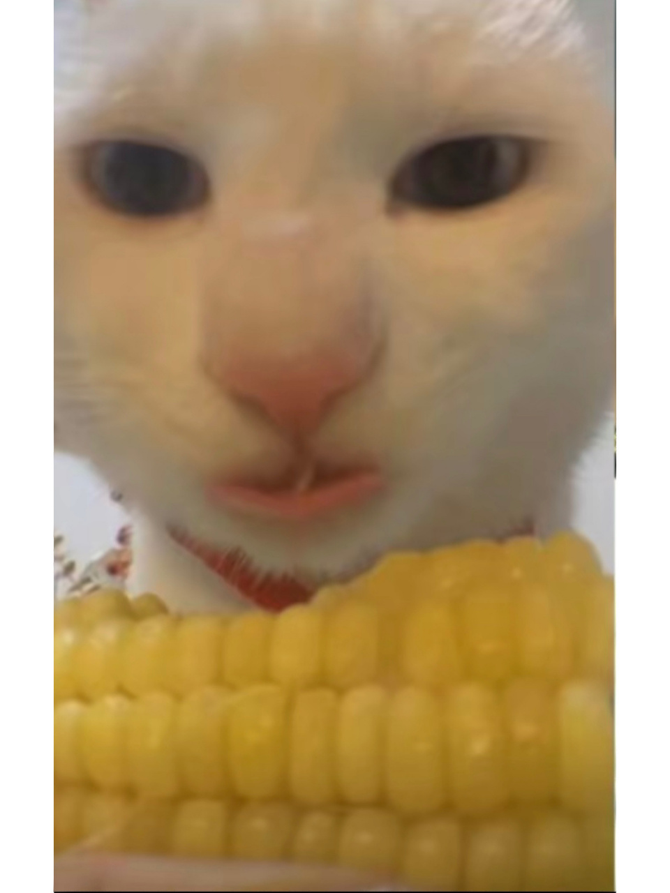 真的没人觉得这个吃玉米猫很搞笑吗 期末考压力很大,但是我看到这个猫