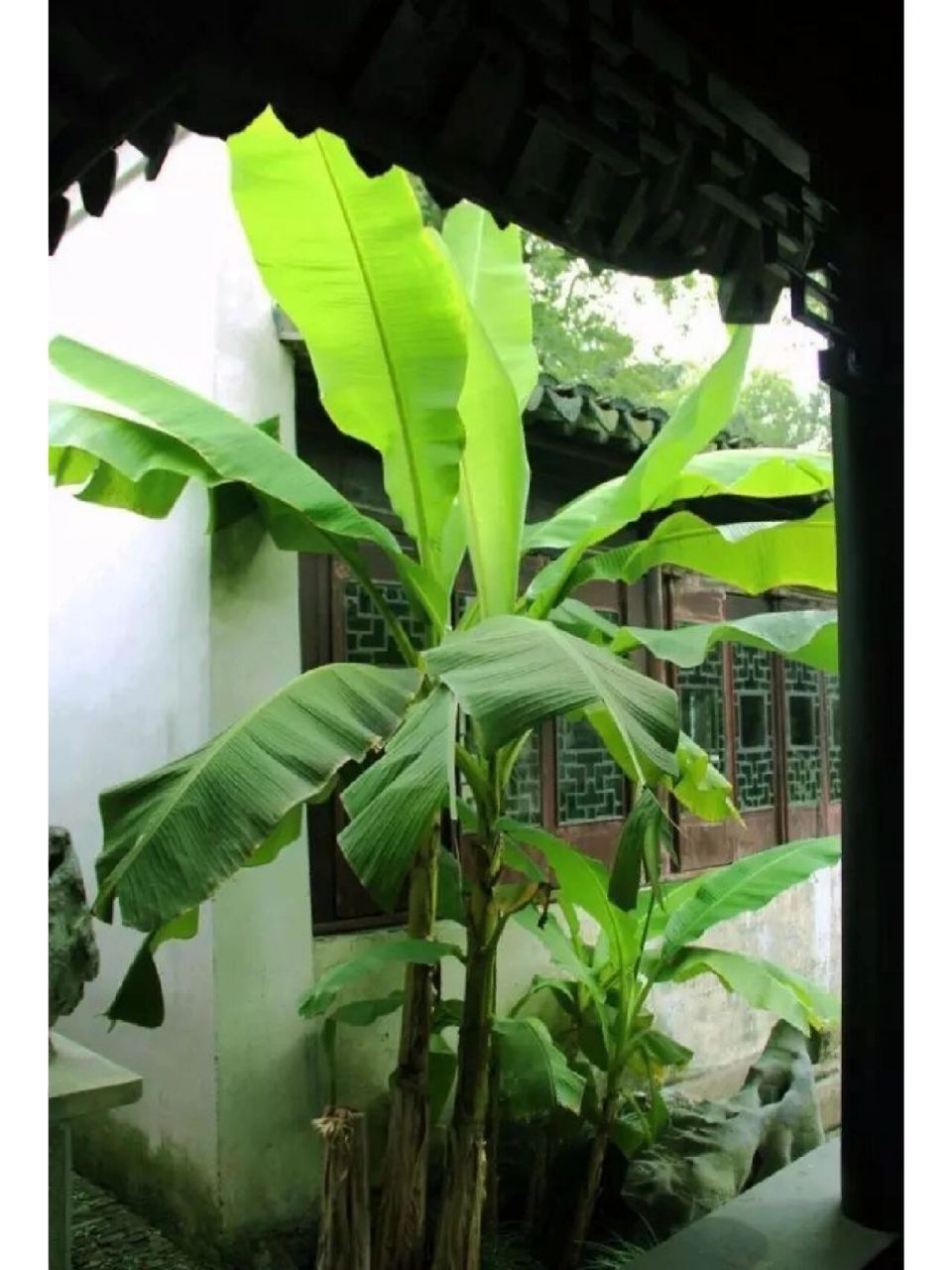 植物笔记day33 芭蕉 名称:芭蕉(芭蕉科 芭蕉属) 	 特征:多年生丛生