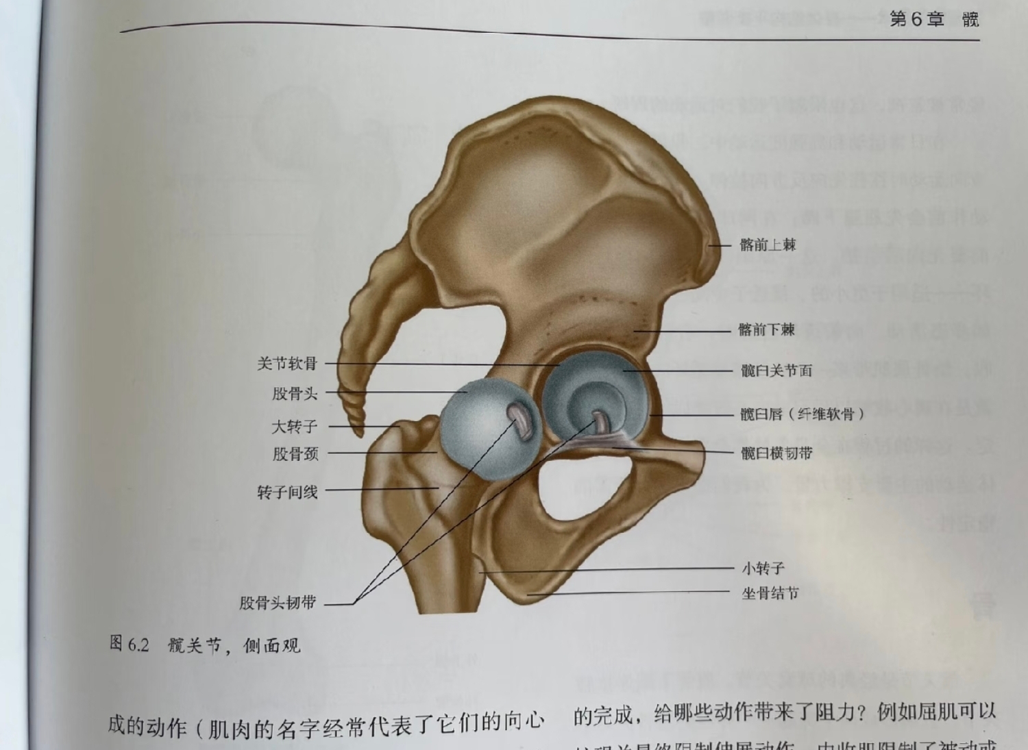 大腿股骨头位于大腿根部,是连接髋骨和股骨的关键