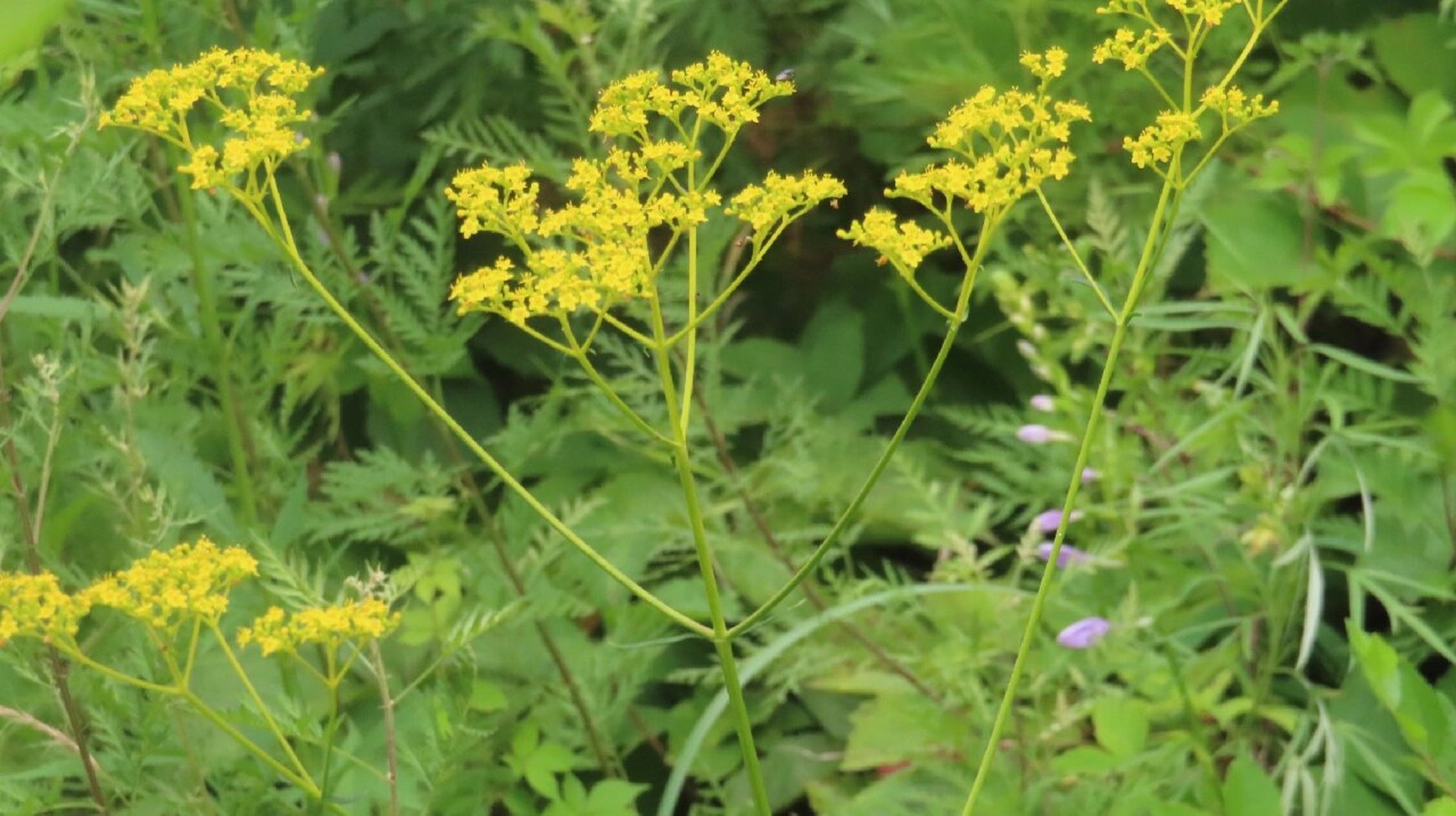 黄花败酱,败酱科败酱属多年生草本植物 因根部有腐败大酱的气味得名
