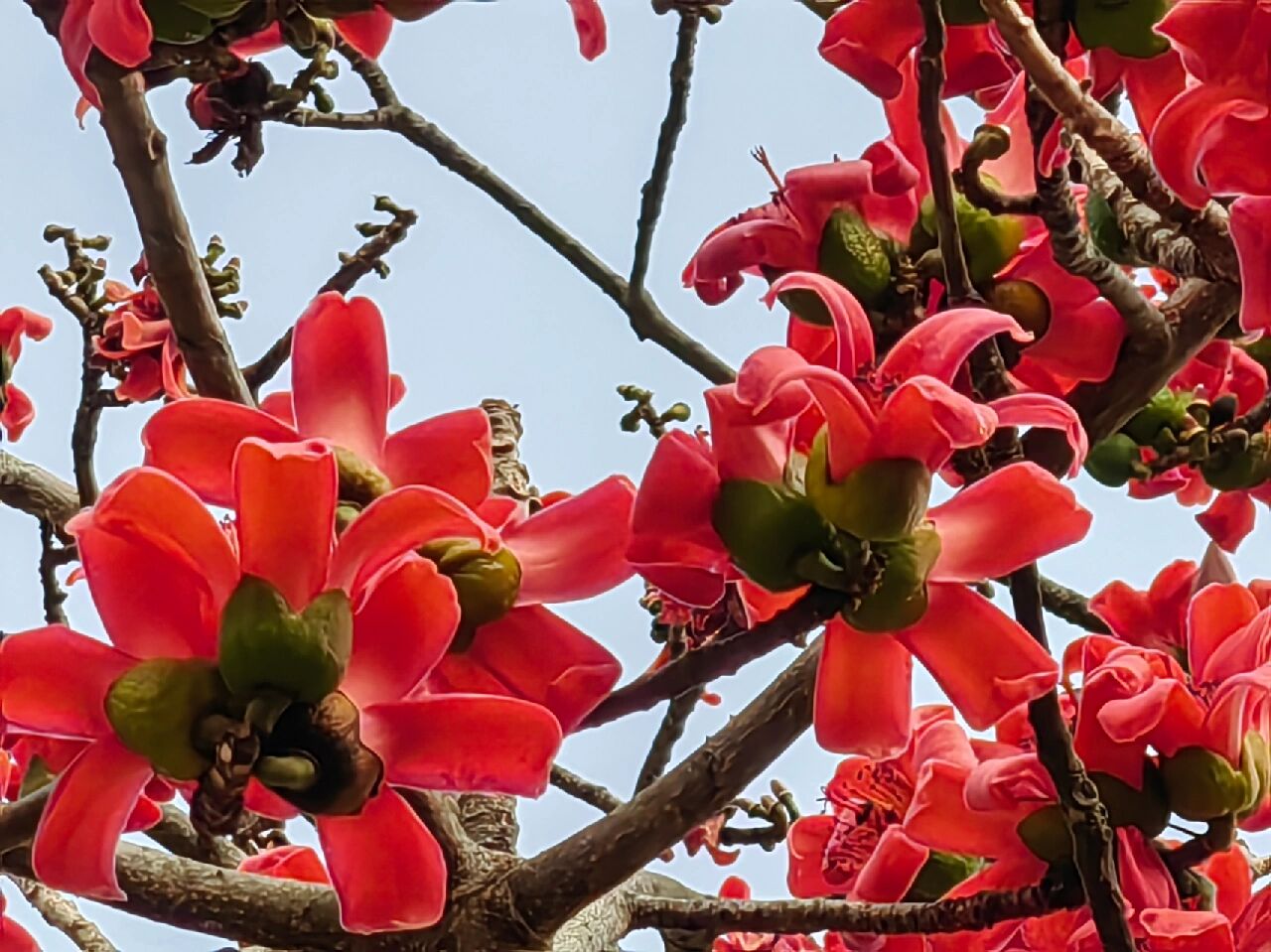 去有风的地方:攀枝花树