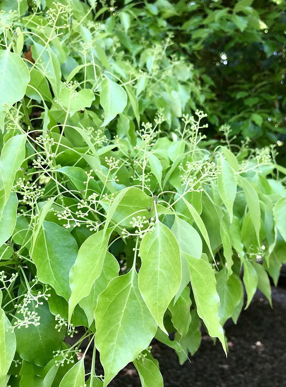 物种合肥|香樟树 13香樟 樟科樟属常绿大乔木,为亚热带常绿阔叶树种