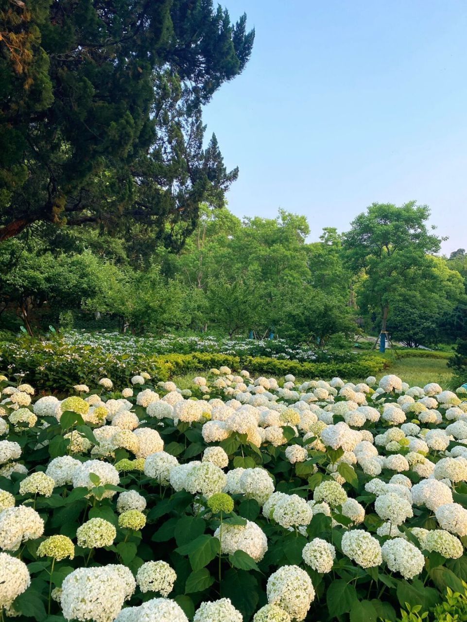 78156月,来南京看浪漫的绣球花海吧～ 7815目前绣球公园白色