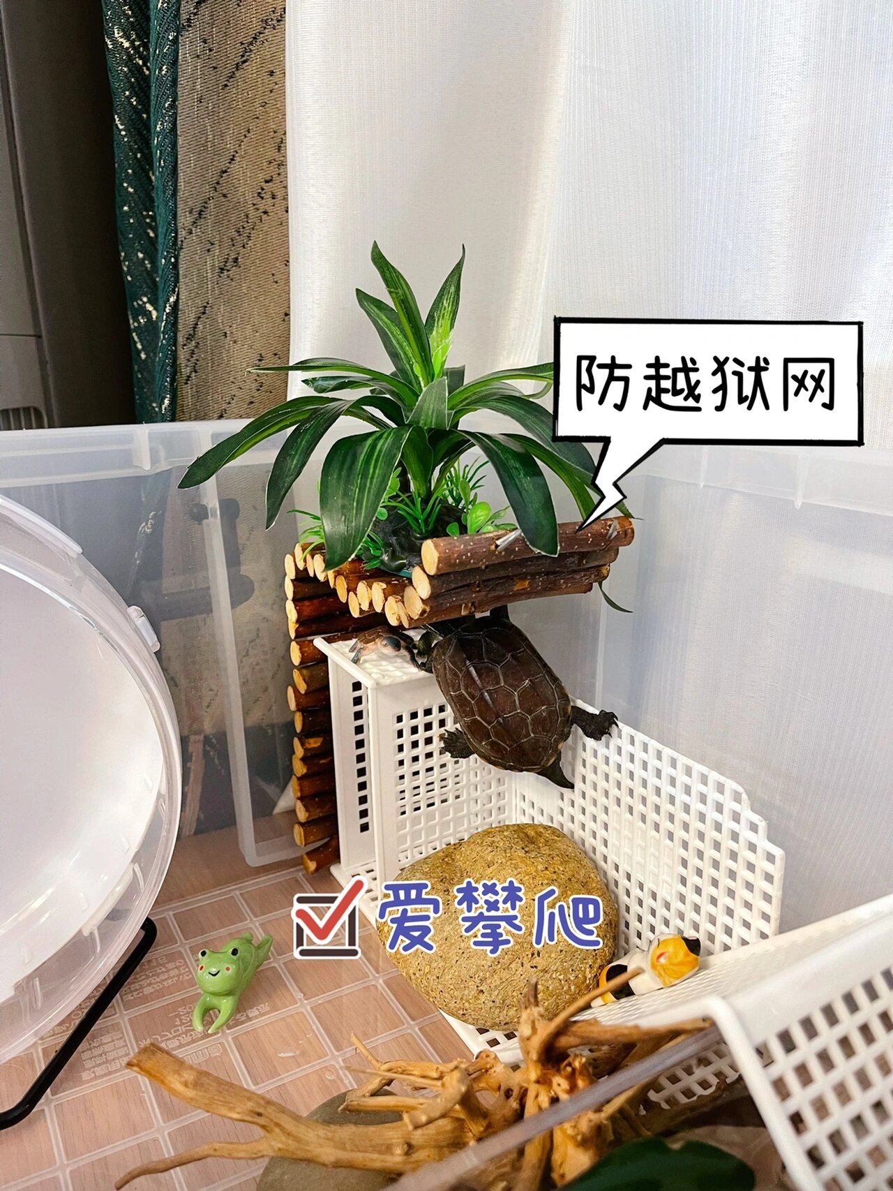 半水半陆龟缸布置初级版