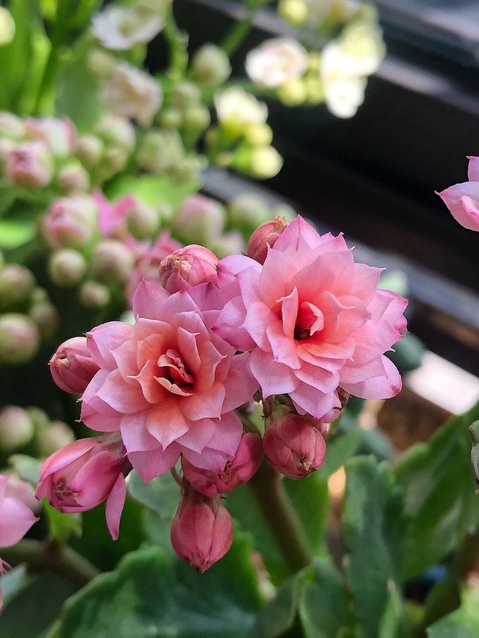 长寿花 人面桃花 真的很像桃花 太美啦95