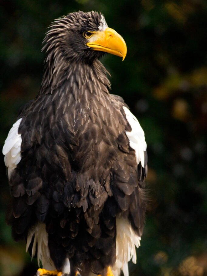 92虎头海雕 虎头海雕(学名:haliaeetus pelagicus)